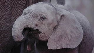 Daniel Glen Timms "Ivory" elephant lovers' song