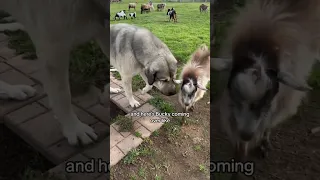 Judge keeps his calm with Pete around the baby goats even w a buckling going after Pete…