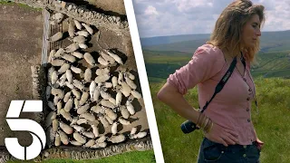 Rounding Up The Unsheared Sheep | Our Yorkshire Farm | Channel 5