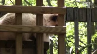 Введение в котоводство Animal Planet S02E03