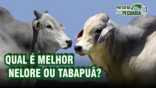 Qual é melhor Nelore ou Tabapuã?