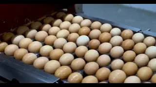 Eggs 101 - Overview