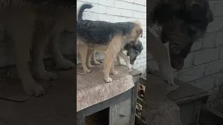 Історія собачки Доці і не тільки🥰🐕🐶@user-xq2sy6nq4m