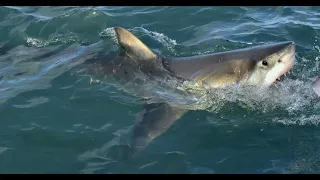 Great White Attack in 3 Feet of Water