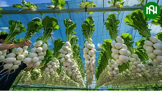 The Most Modern Agriculture Machines That Are At Another Level , How To Harvest Radishes In Farm