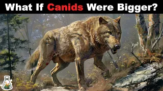 What If Canids Were As Large As Big Cats?