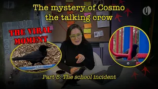 Cosmo the talking crow flies into a school, then goes missing | Pt. 5