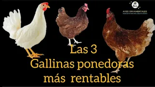 Las 3 mejores gallinas ponedoras más rentables para comenzar un negocio y generar ingresos.