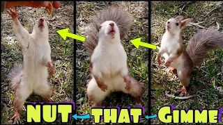 FUNNY SQUIRREL trying to GRAB a NUT 🐿️ - Animal Funny Video 🤣