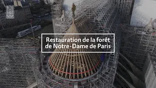 Restauration de la "forêt" de Notre-Dame de Paris