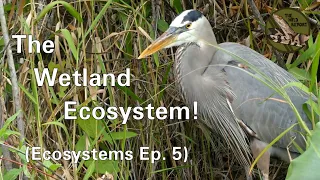Ecosystems Episode 5: The Wetland Ecosystem! (4K)