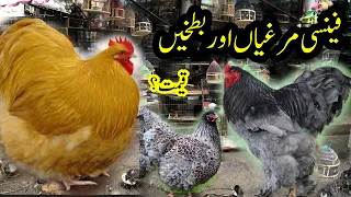 Fancy Hens prices in Pakistan | Talking parrot chicks | College Road Birds Market | top 5 fancy hens