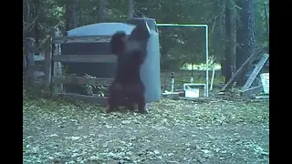 INSTANT KARMA | old trendy video | Bear gets HIT IN THE NUTS with tank