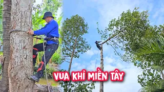 Vua Khỉ cưa nhiều cây Dầu lớn trong không gian chật hẹp.