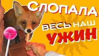 ШОК! ☾☼ ДИКАЯ ЛИСА ЕСТ С РУК! Коп монет по старине