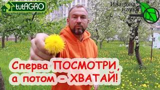 Не трогайте ОДУВАНЧИКИ, пока не посмотрите ЭТО ВИДЕО! Как их ПРАВИЛЬНО ПОЛОТЬ и КУДА ДЕВАТЬ!