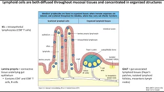 Lecture 10a: Mucosal Immunology