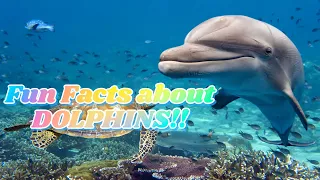 Fun Facts about Dolphins! Fun educational learning videos made for kids, toddlers, children animals.