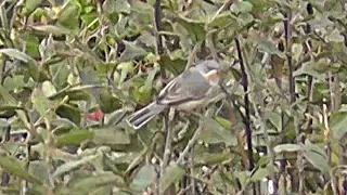 Eastern Subalpine Warbler at Porthgwarra - Rare Bird in Cornwall