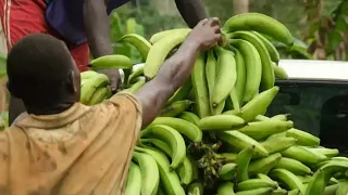 Untapped potential: Central African Republic develops its agricultural sector | AFP