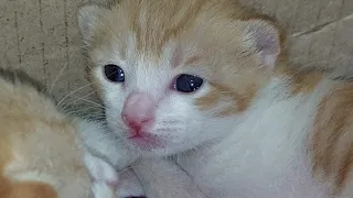 Adorable Kittens Are Alone Waiting For Mom Cat To Feed Them Milk