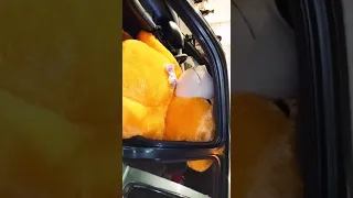 My sister's surprise gift was loaded to my Nissan Micra K11 | Huge Teddy Bear 🙀