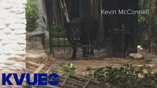 Feral hog injures Austin animal control officer | KVUE