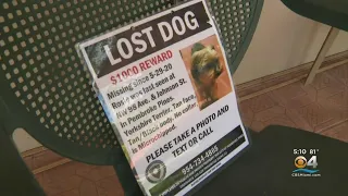 Lost In 2020, Microchip Reunites Yorkie With Pines Owner In Tallahassee