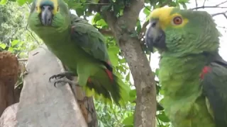 Casal de Papagaios mais inteligentes e falantes do Brasil.