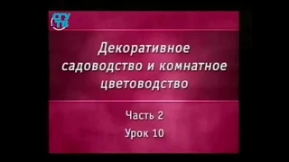 Цветы. Урок 2.10. Семейство паслёновые