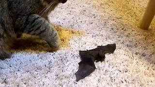 Proud kitty brings me a present.