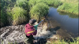 Beaver dam removal || Water Gone Very Fast.