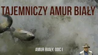 TAJEMNICZY AMUR BIAŁY