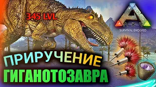 САМОЕ ЛЕГКОЕ ПРИРУЧЕНИЕ ГИГАНОТОЗАВРА в ARK Mobile | ark survival evolved, taming, Арк Мобайл, гига