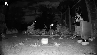 Hedgehog Cam 20240420 02:58