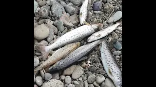 ловля форели в Кыргызстане