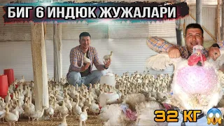 БИГ 6 ИНДЮК (КУРКА) ЖУЖАЛАРИ СОТУВИ БОШЛАНДИ...