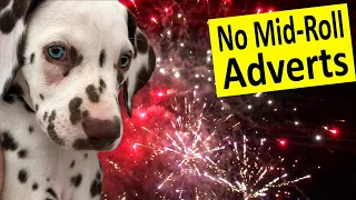 Firework Sounds Desensitising Sounds for Dogs - Firework Sound Effects - Fireworks Sounds for Dogs