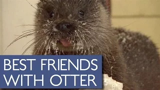 Elderly Man Has Adorable Friendship With Wild Otter