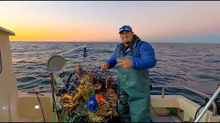 DUNGENESS CRABS Catch Clean Cook! Caught using CRAB POTS