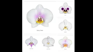 💙💛Catalog white Phalaenopsis🌺 Каталог білих сортів фаленопсисів🌺 Catalog Microflor