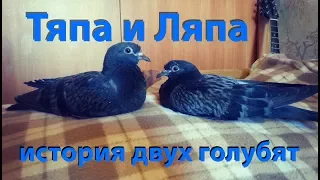 Тяпа и Ляпа. История двух голубят (переделанная полная версия)