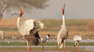 Paddy Fields Offer Sanctuary for Wild Birds | Ganges | BBC Earth