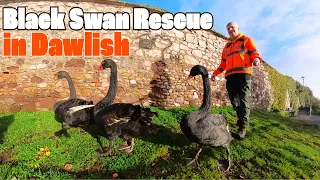 Our Wandering Black Swans Rescued