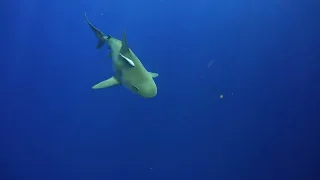 Bull Sharks in Jupiter, FL with Florida Shark Diver