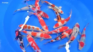 Modern Koi Blog #4471 - Die Koi aus der Konishi Auktion No. 485