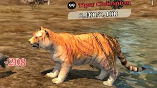The Wolf - Tiger Champion 🏆