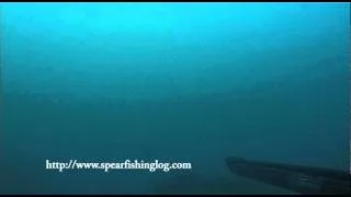 Spearfishing - Amazing shot ~ Cant die more - Pesca Submarina - Chasse sous Marine