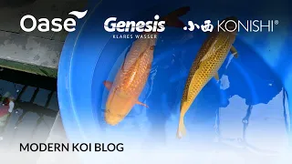 Modern Koi Blog #5683 - Live aus Japan: Makoto präsentiert seine besten Ginrin Chagoi