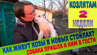 Козлятам 2 недели. Как живут козы, козел и козлята в новых стойлах? Собака в гостях у коз.